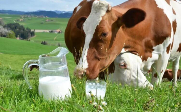 Постачання молока від населення для переробки скоротились на 37%