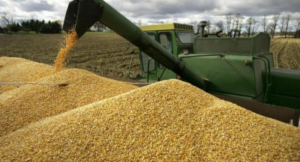 Скільки зерна експортувала Україна станом на сьогодні