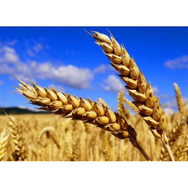 Мінсільгосп США зберіг прогноз урожаю пшениці в Україні на 21 млн тонн у 2022/2023