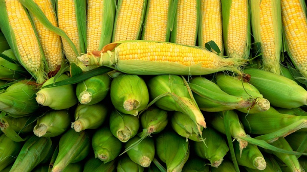 Ціна на кукурудзу