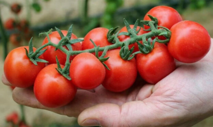 Ціни на помідори суттєво упали
