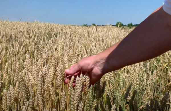 Названо нові шляхи вивозу зерна з України