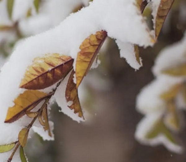 До 40 см снігу: народний синоптик попередив про різке похолодання в Україні