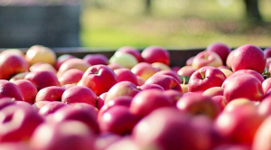 USDA прогнозує збільшення споживання яблук в Україні
