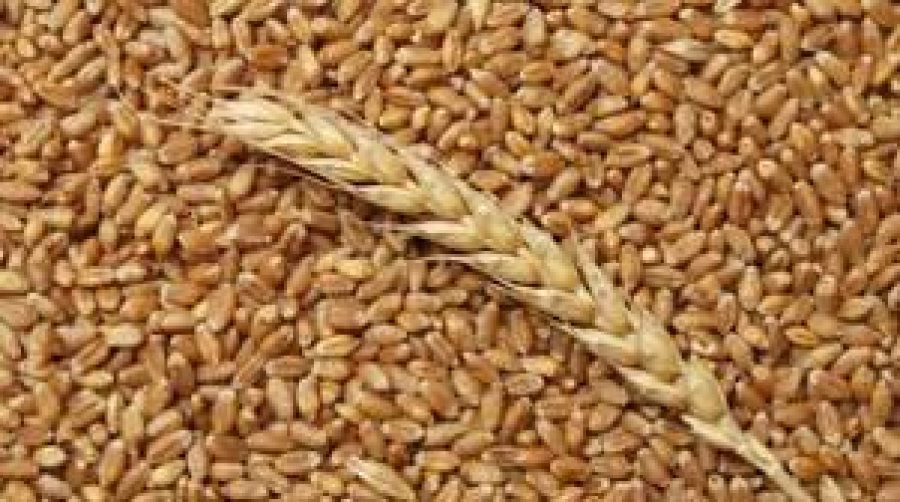 Торгова активність на українському ринку пшениці знизилась