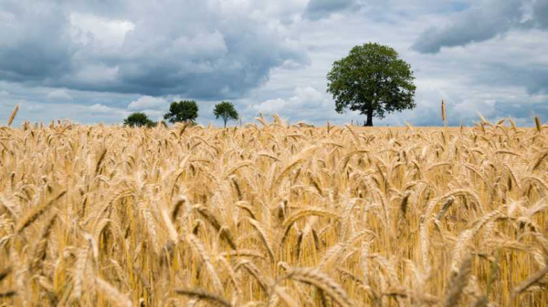 В Україні з початку травня закупівельні ціни на пшеницю знизилися на 500 грн/т до 5500 грн/т