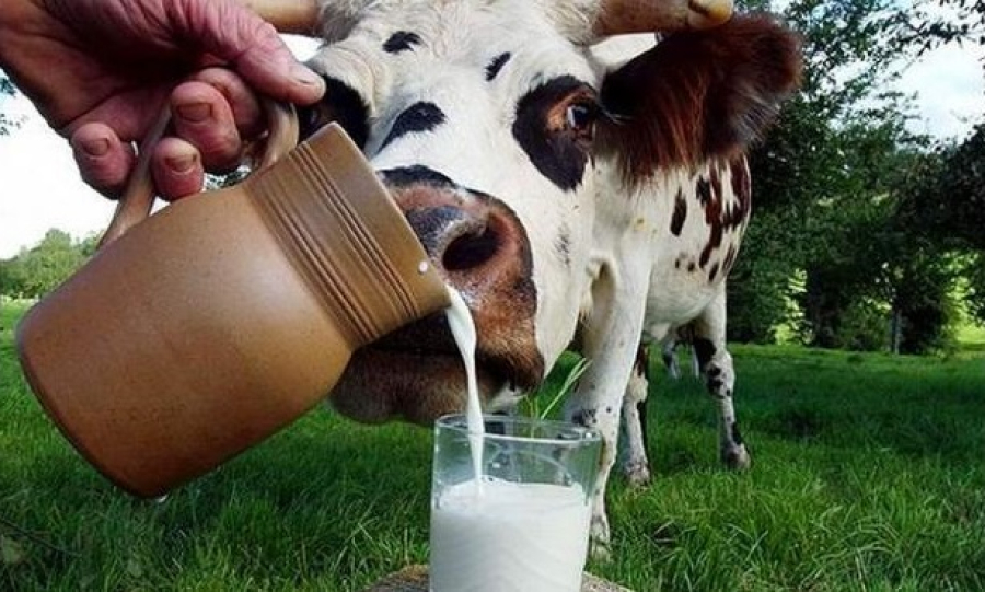 Селяни вирізають худобу та скорочують виробництво молока