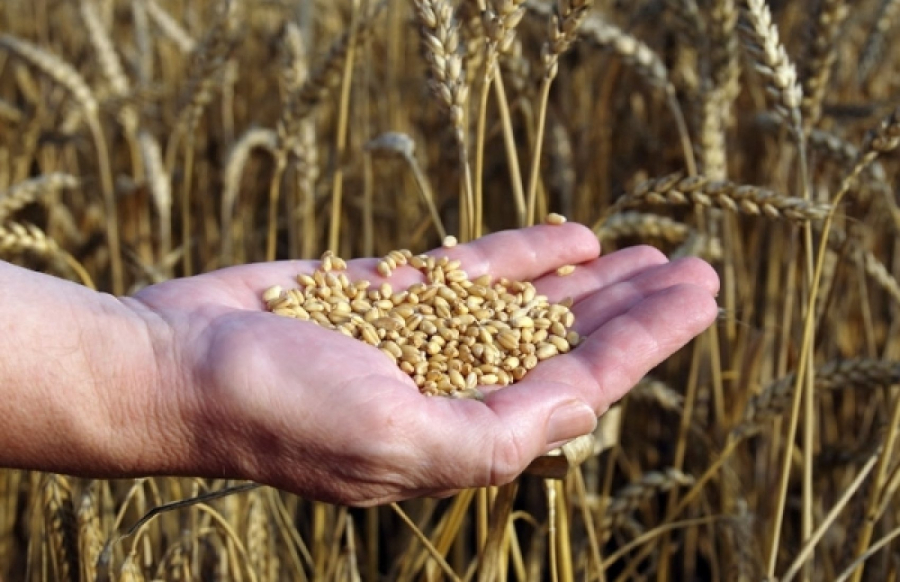 В Україні намолочено понад 2 млн тонн нового врожаю