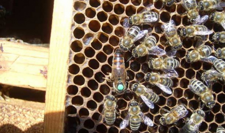 Торік в Україні на 10,5% поменшало бджолосімей