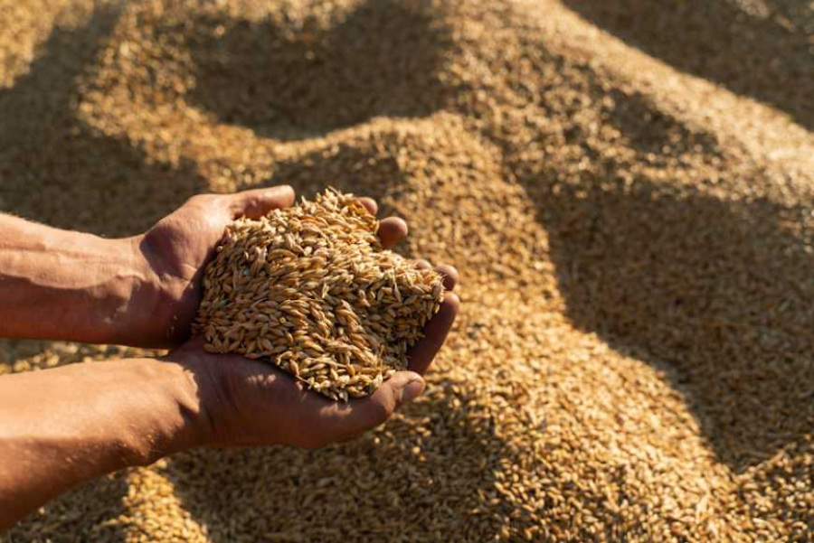 USDA підвищило прогноз експорту української пшениці попри проблемну логістику