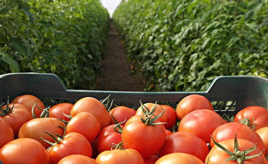 Завод з переробки томатів «Чумак» планують релокувати на Одещину